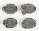 Lot: / Elrathia Trilobite Molt Fossils - Pieces #79023-2